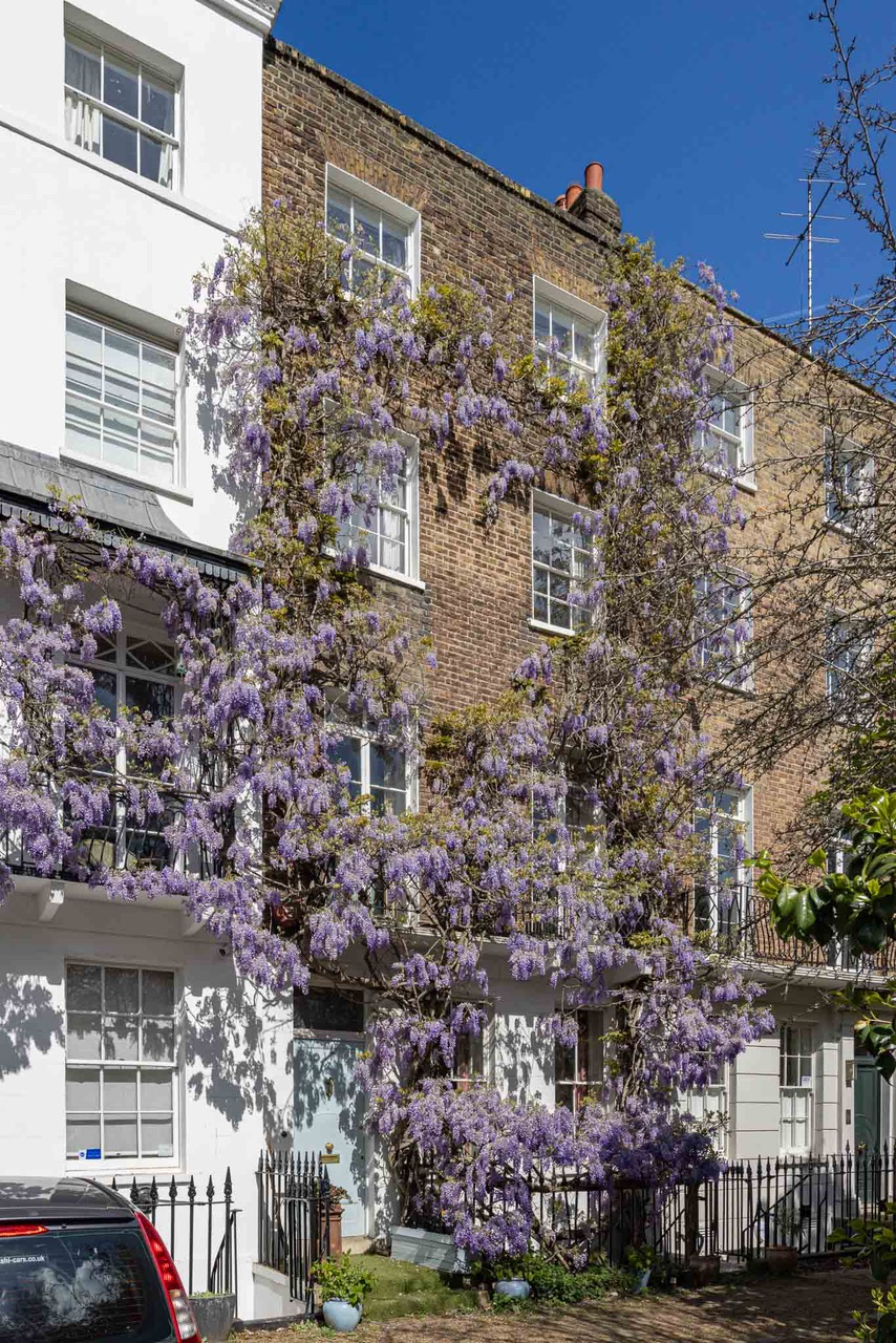 A wisteria covered house on St Leonards Terrace