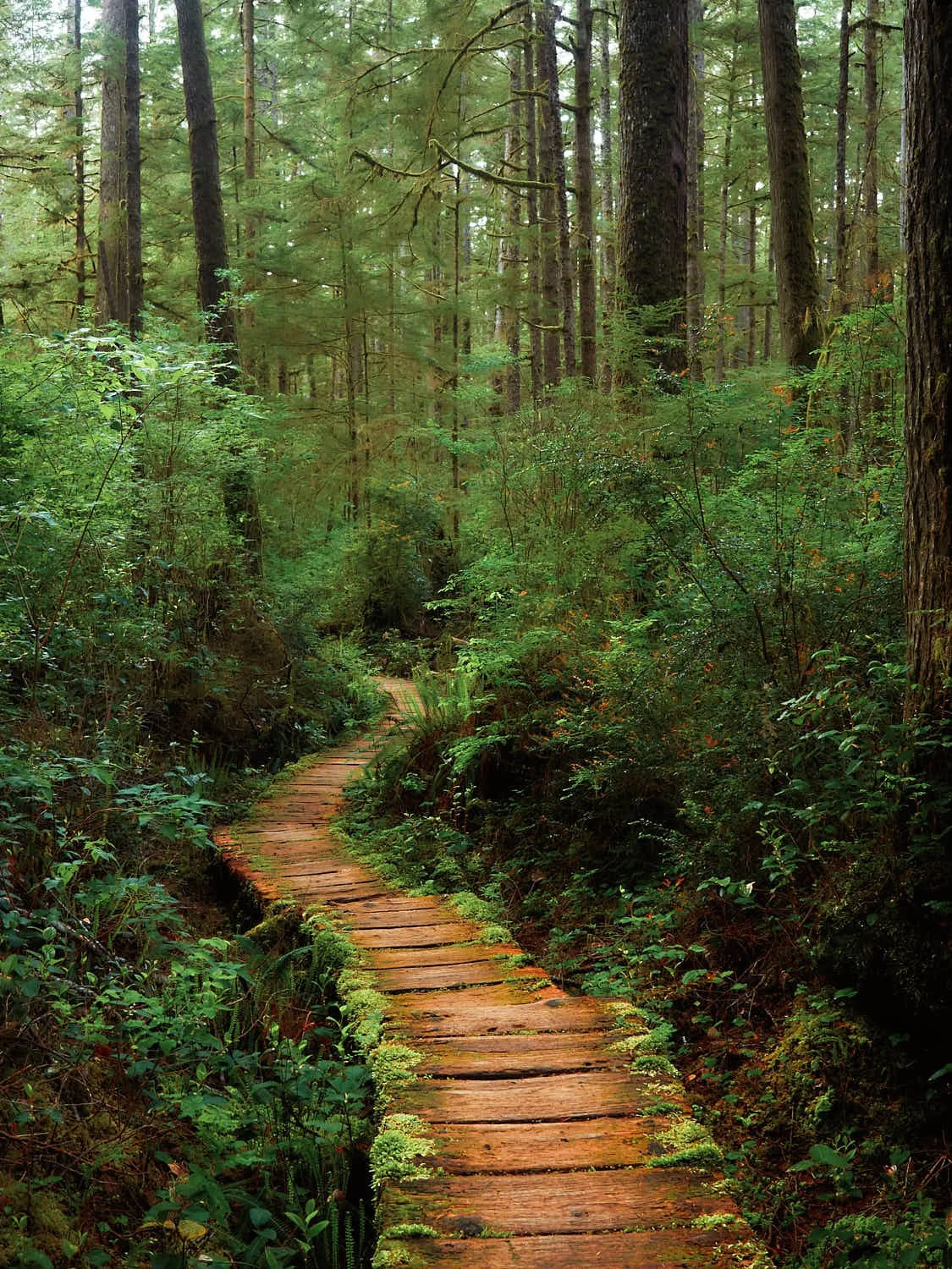 Wooden Passage 8.5"x11"