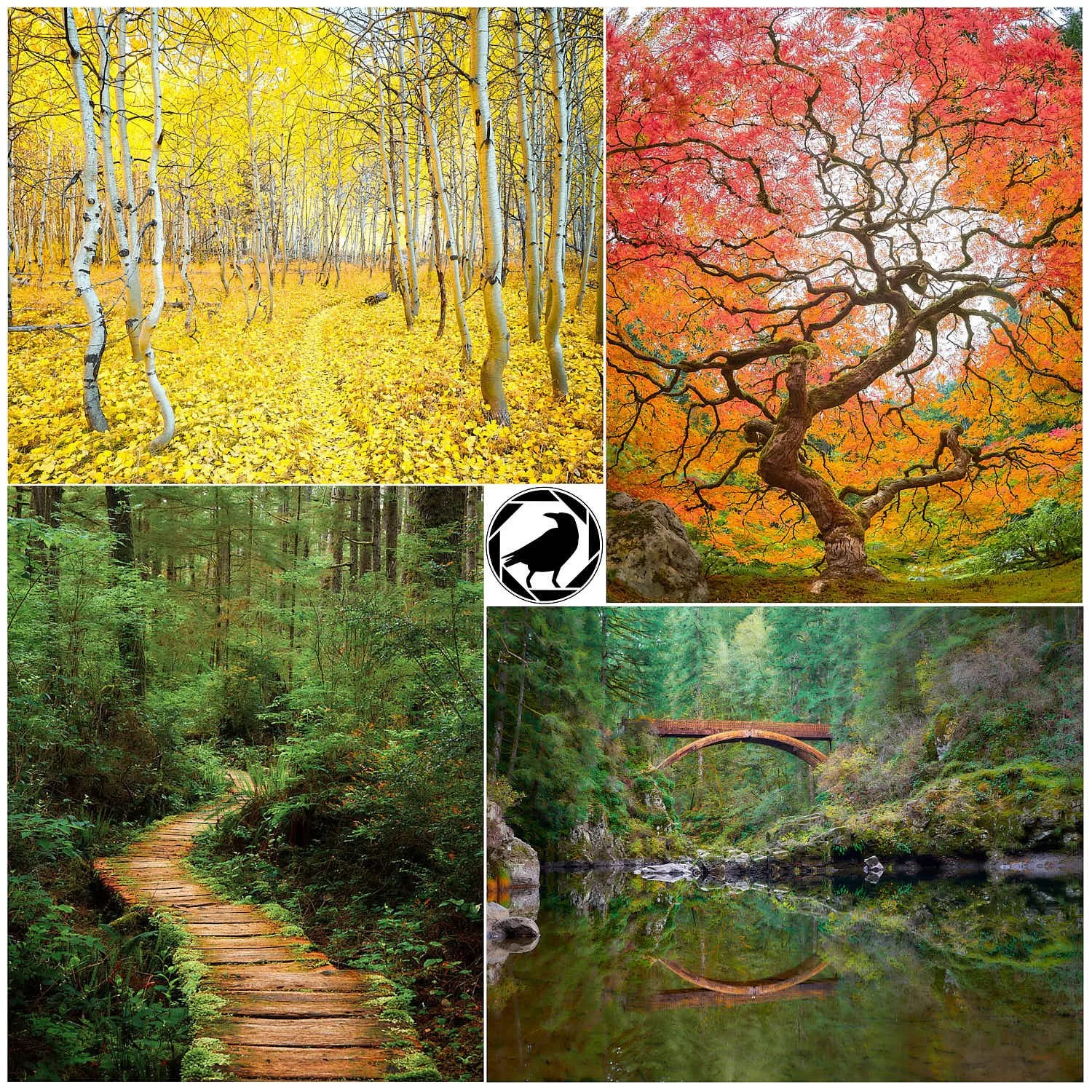 Dreaming Earth (ALL) 13"x19"