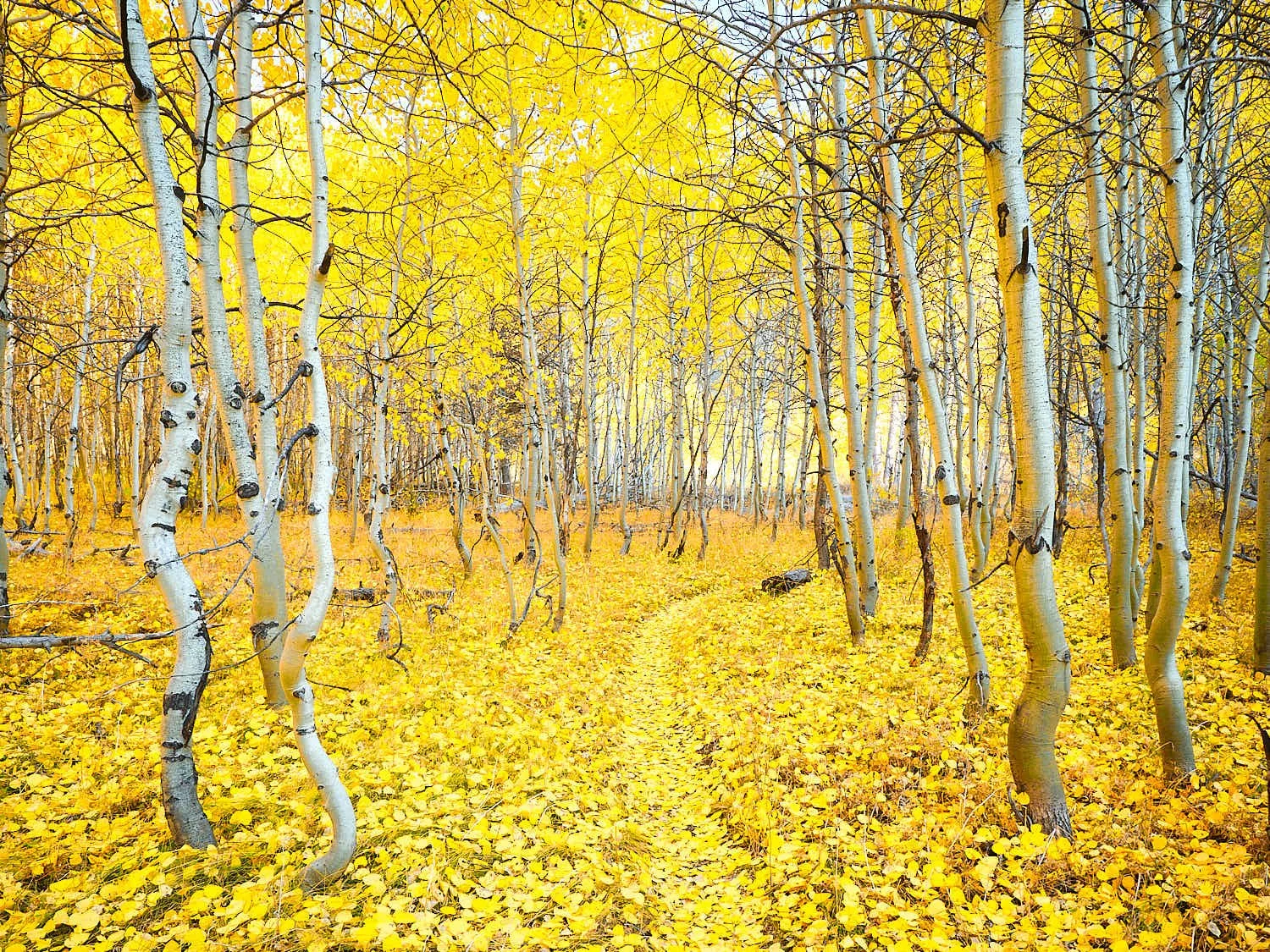 Golden Path 8.5"x11"