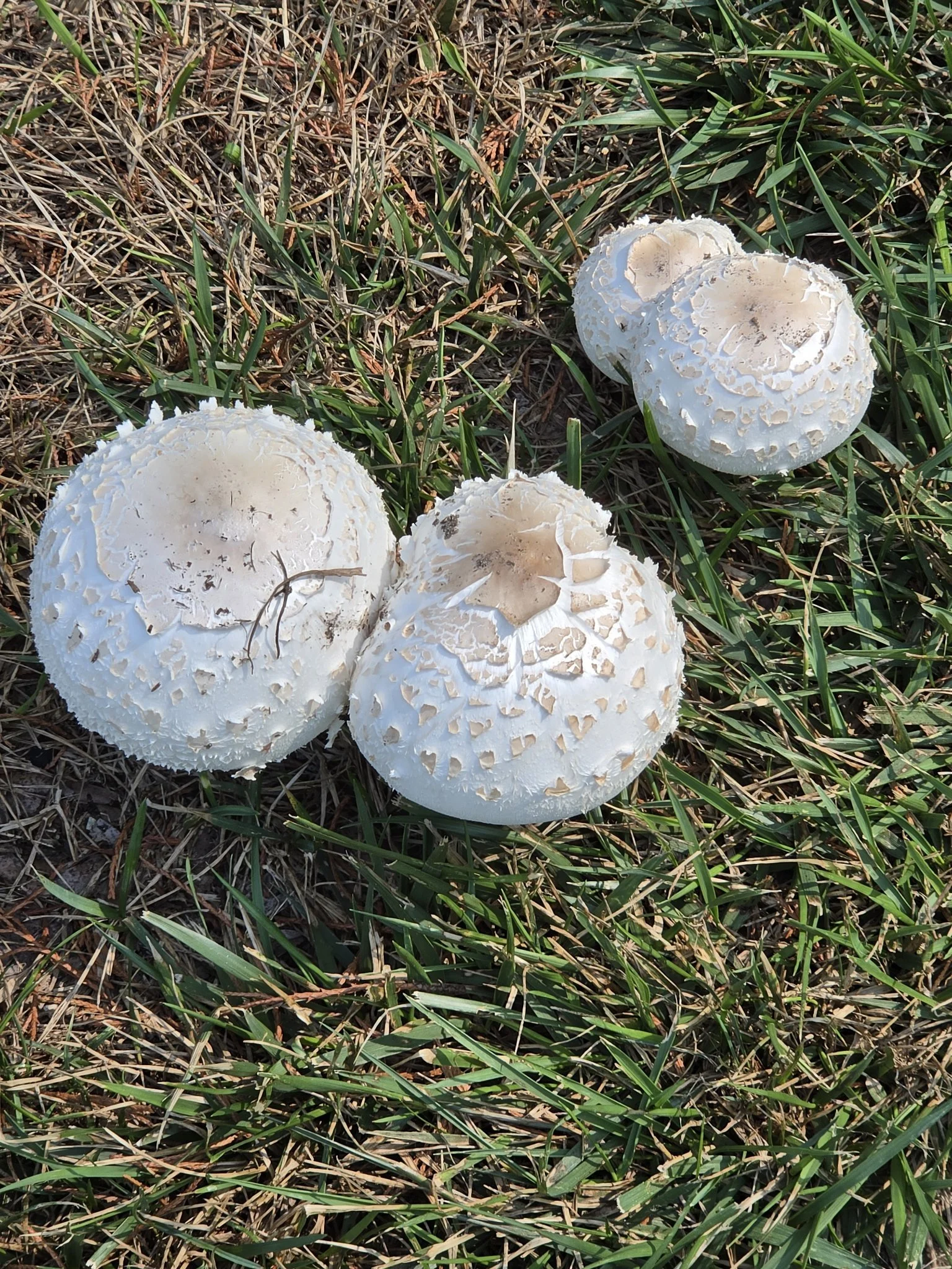 Giant white mushrooms growing in a lawn
