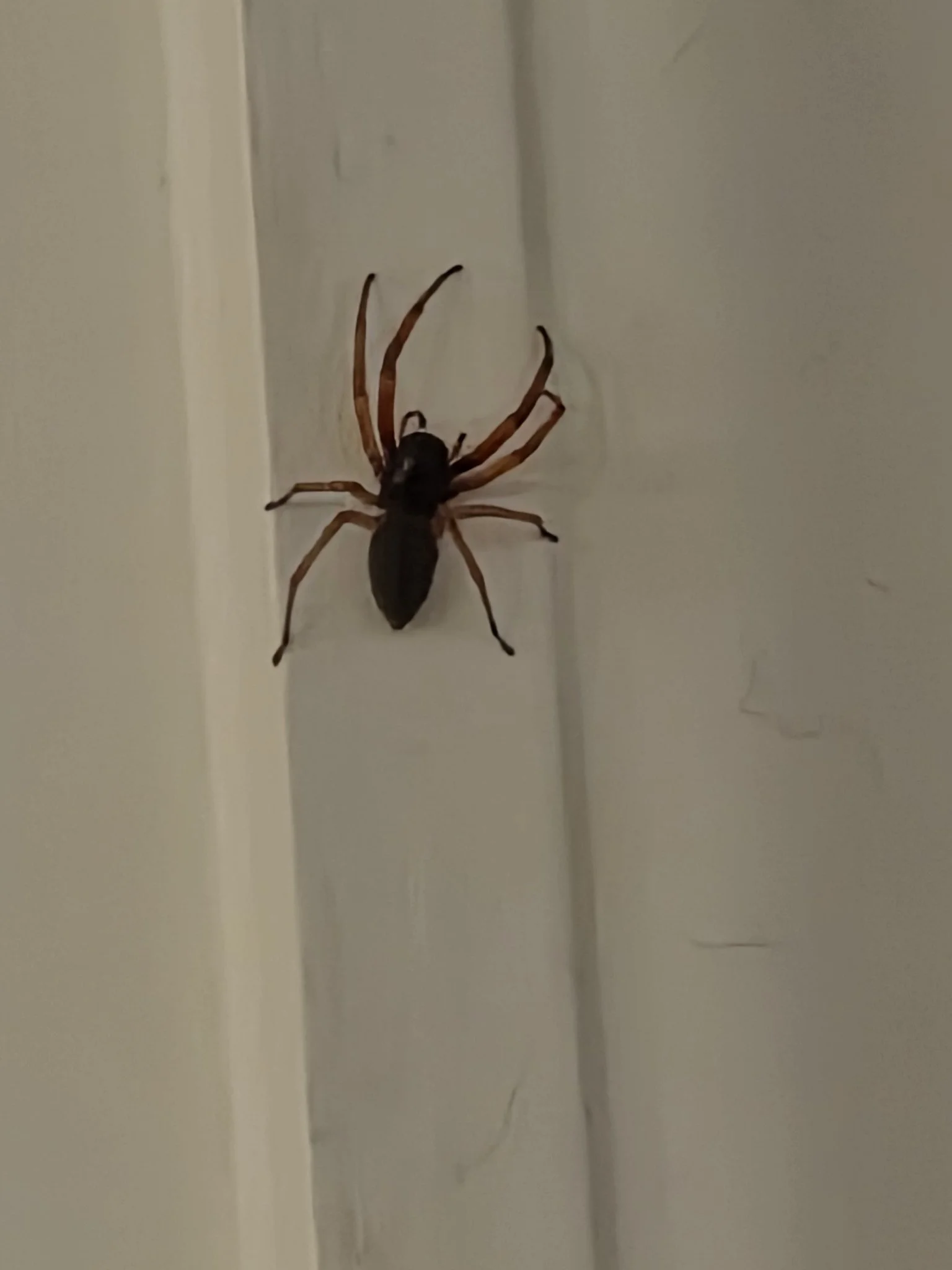 Large spider on a white door frame, found during a home showing