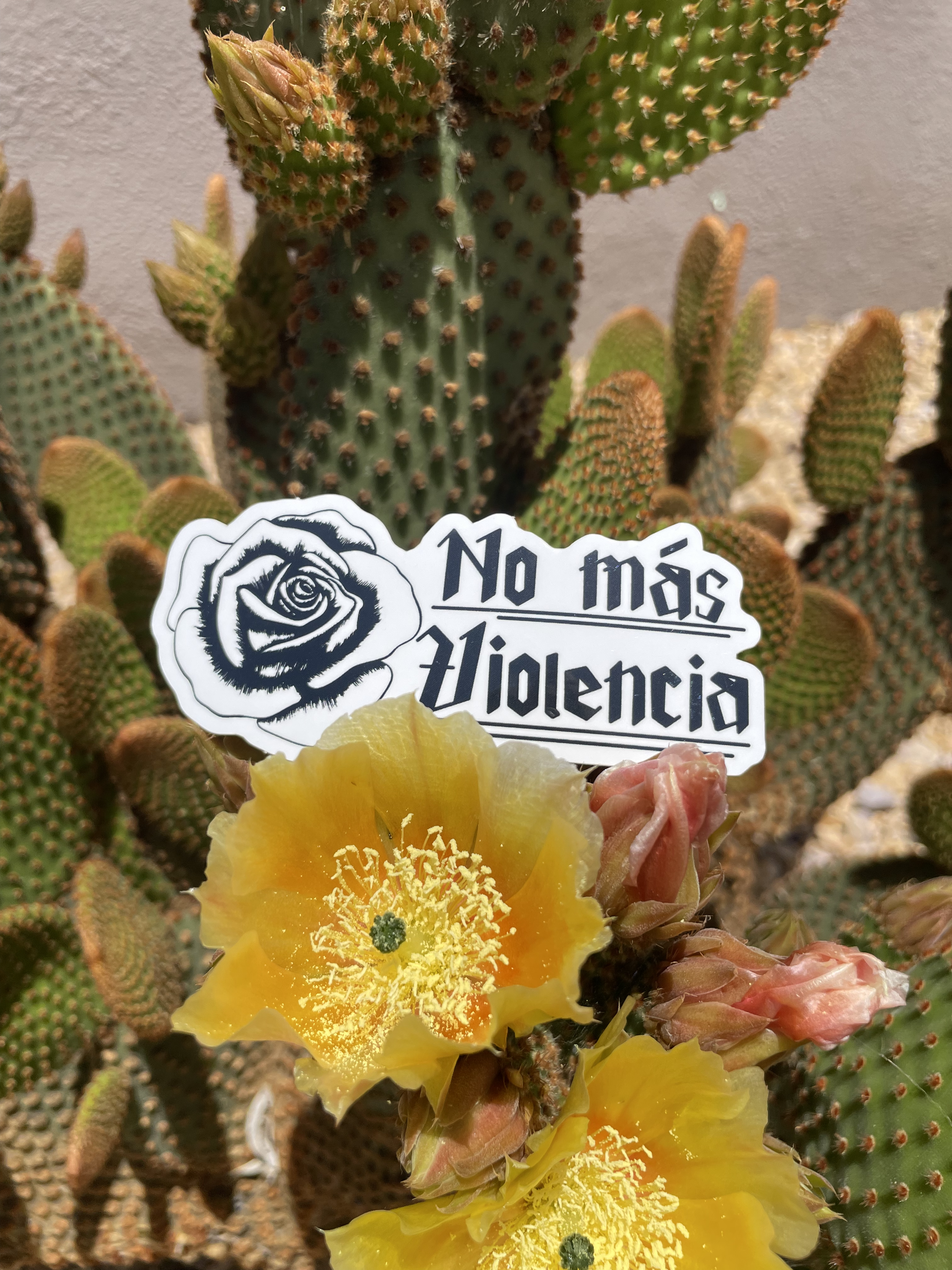 A sticker that says "No mas violencia." It's laying on a cactus flower.