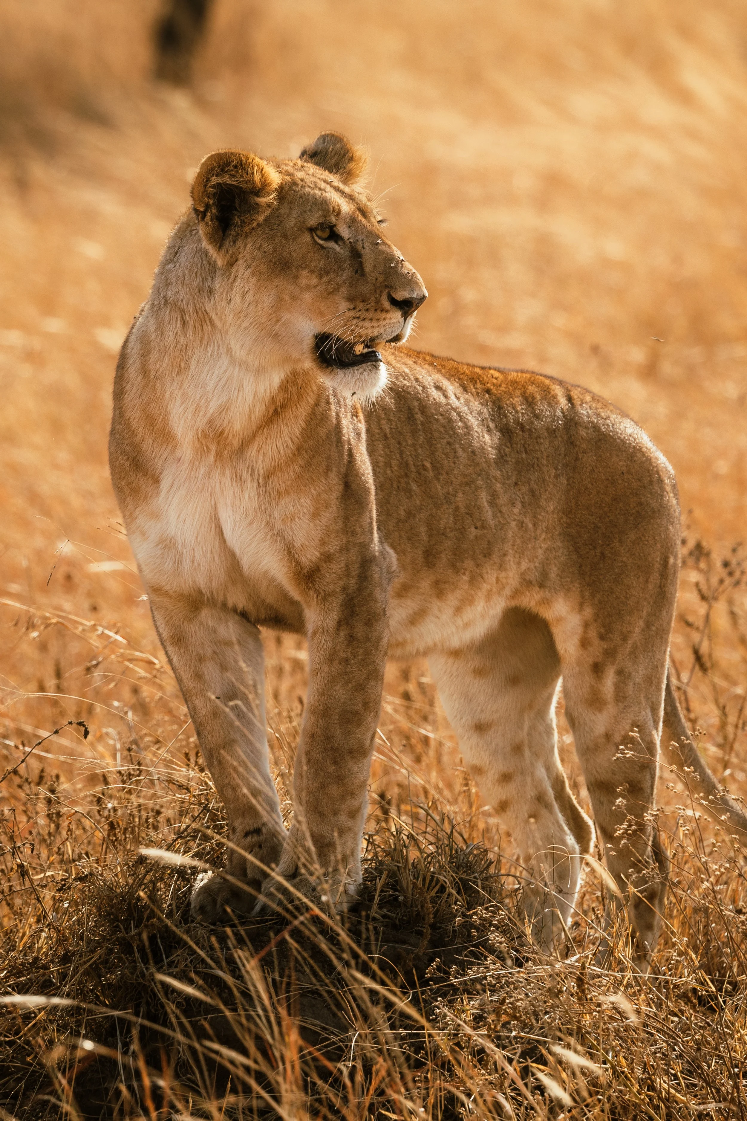 Africa-63.jpg