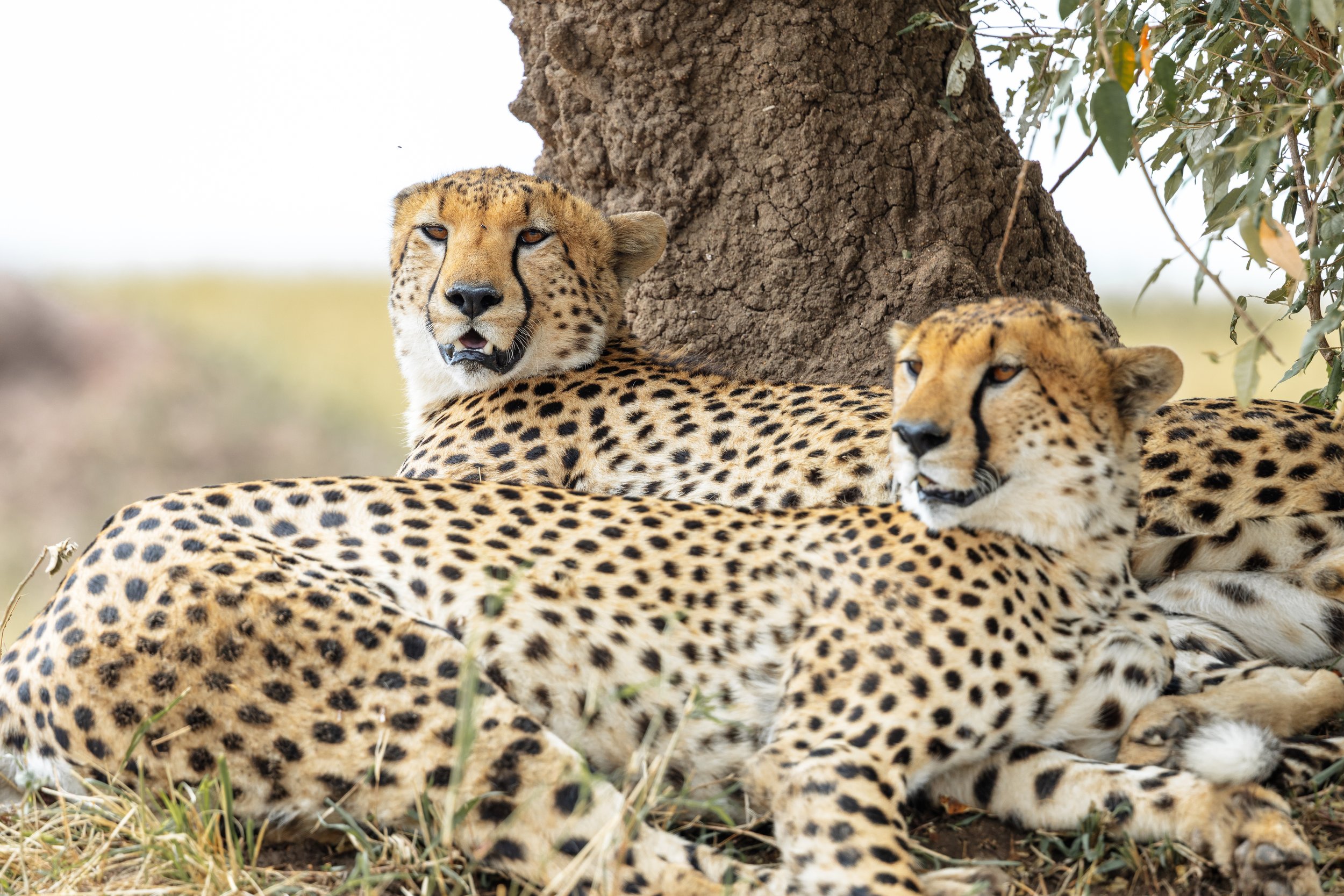 Africa-05.jpg