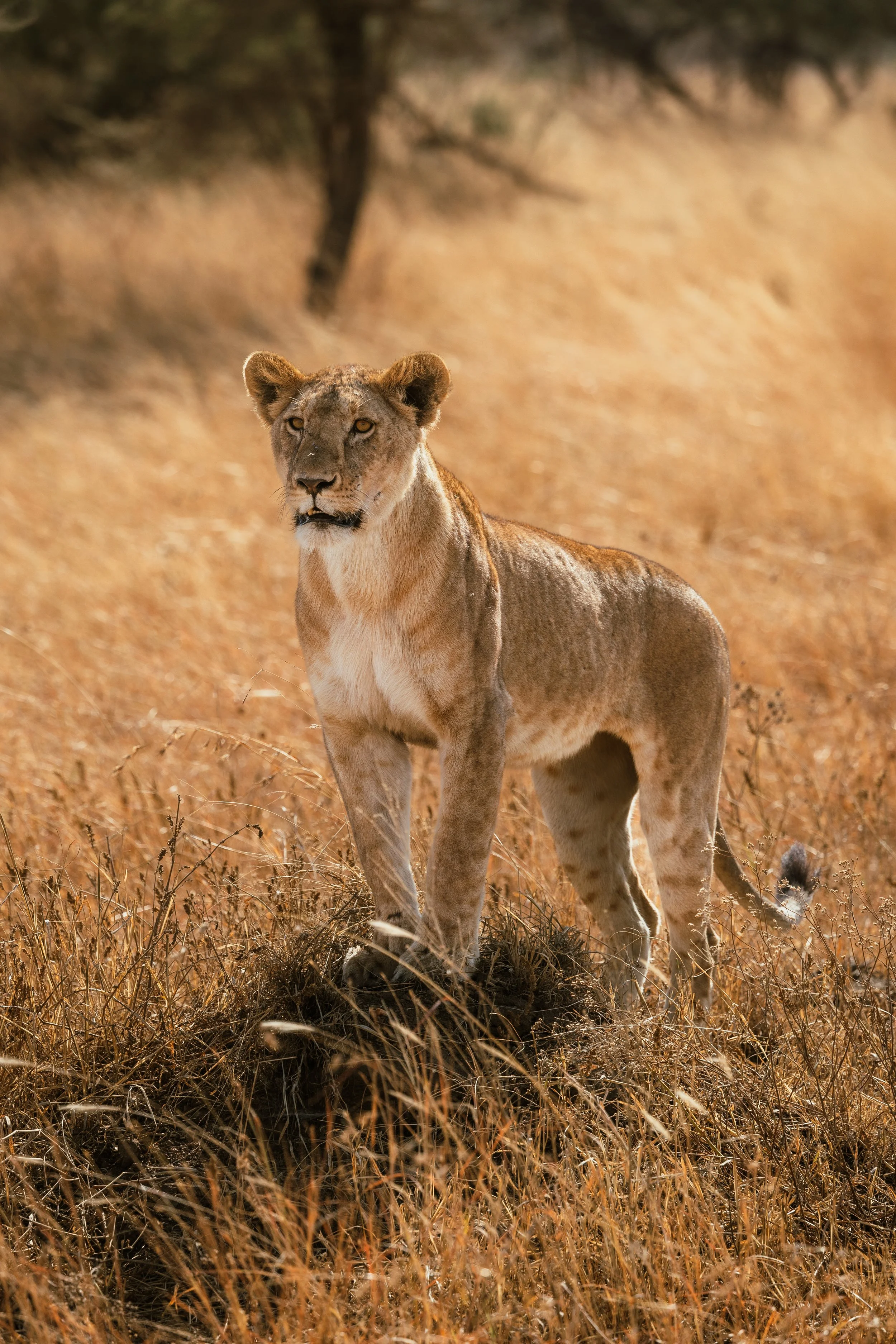 Africa-64.jpg