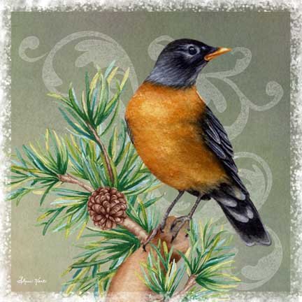 Robin