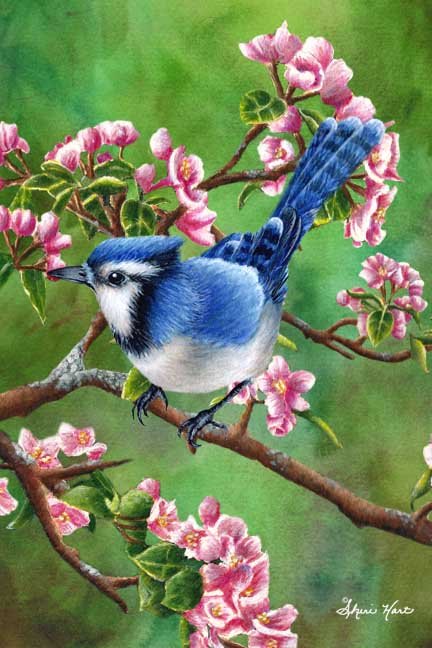 Spring Bluebird