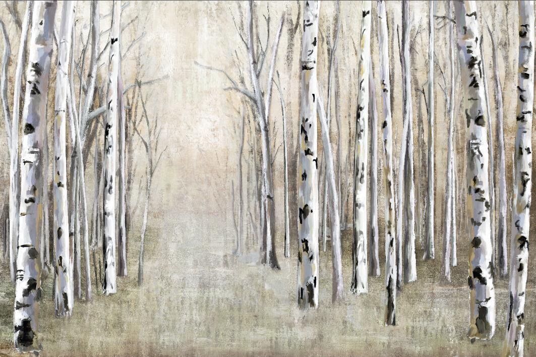 Birch Tree Path