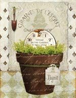 Garden Thyme