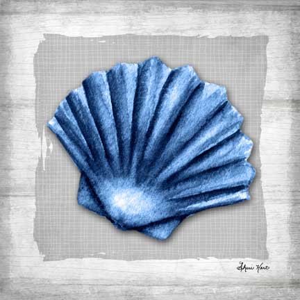 Shell Study