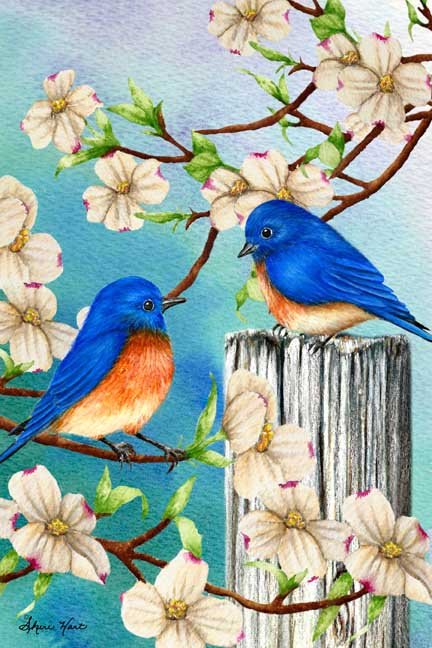 Spring Bluebird