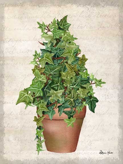 Ivy Collections