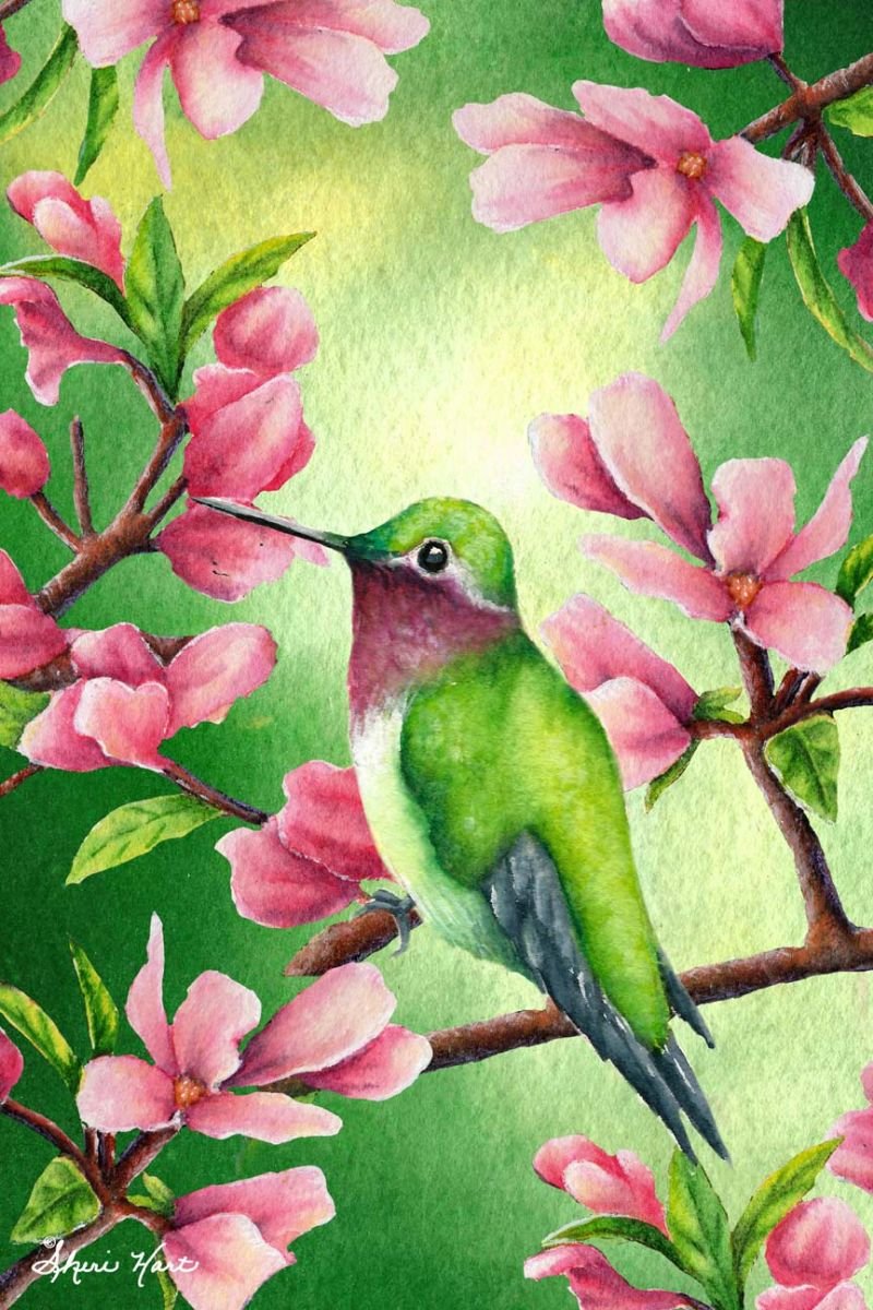 Resting Hummingbird