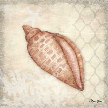 Seashell Collection