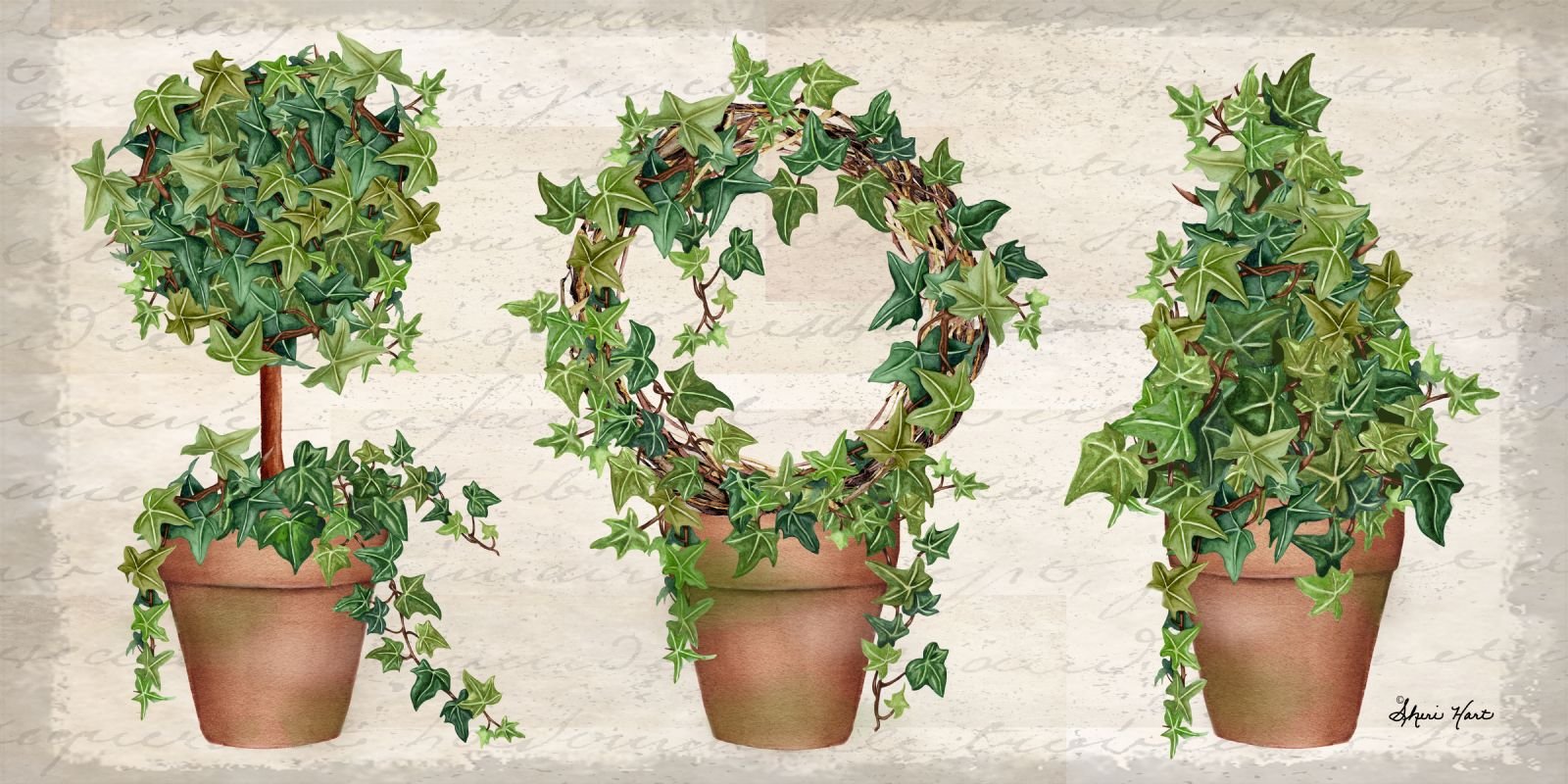 Ivy Collections