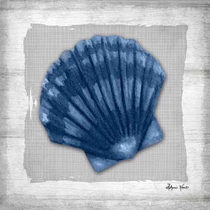 Shell Study