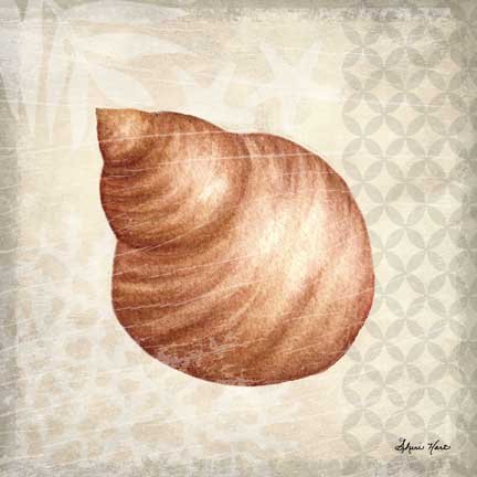 Seashell Collection