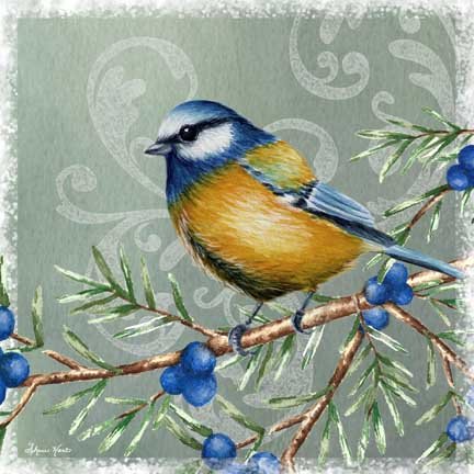 Blue Tit