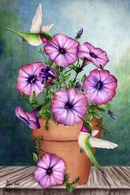Petunia Pot
