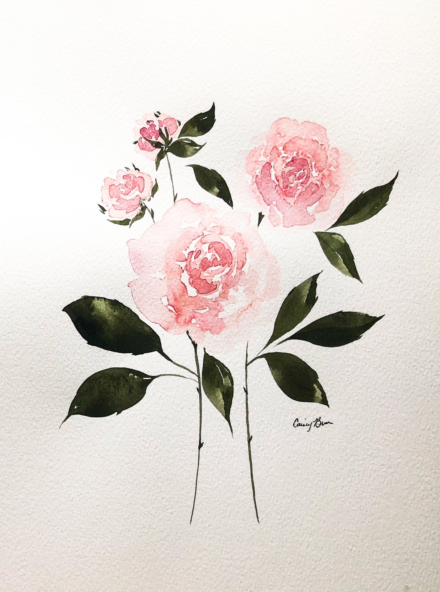 Peony Blooms