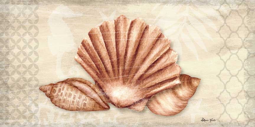 Seashell Collection