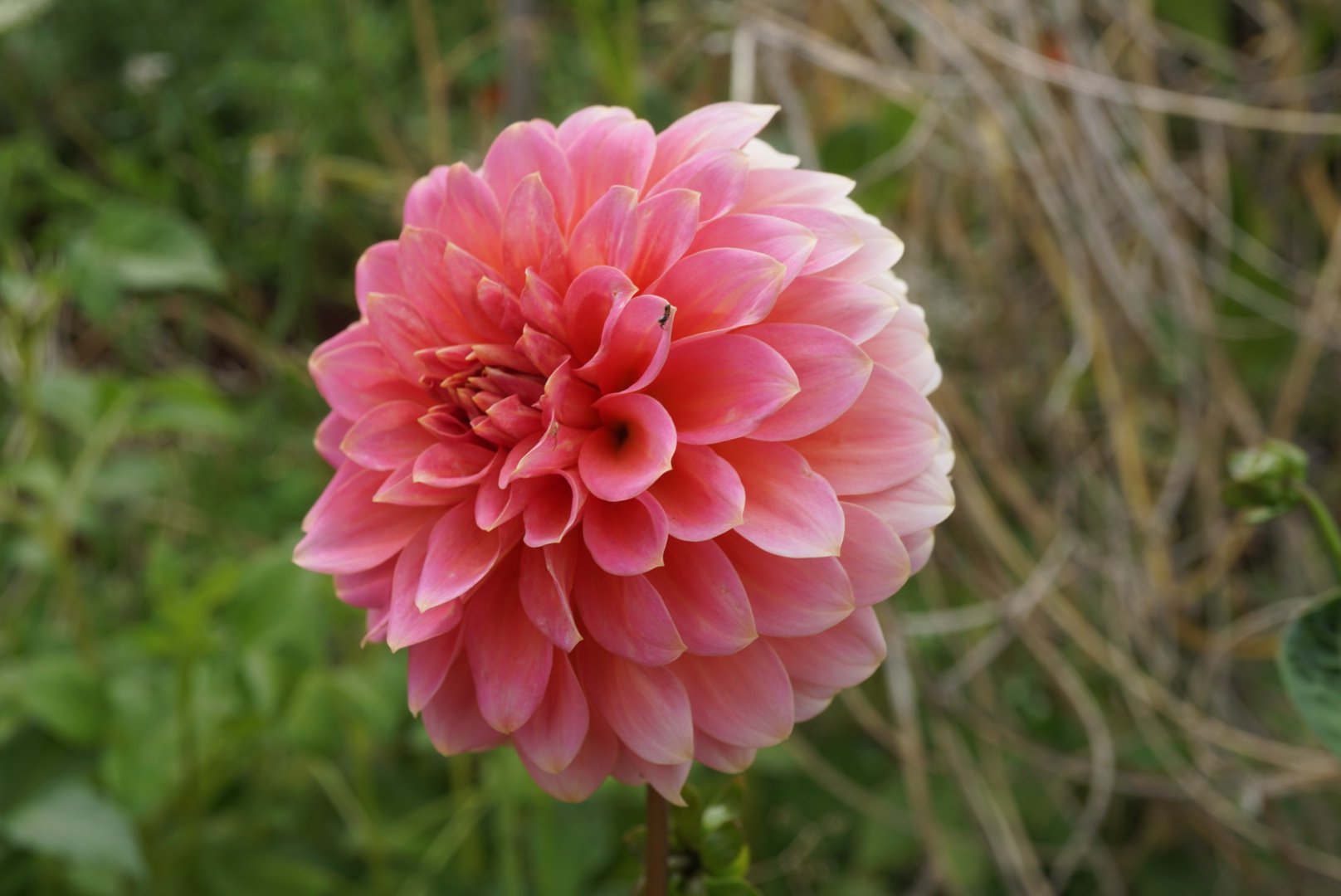 DSC04824_1.JPG (Copy)