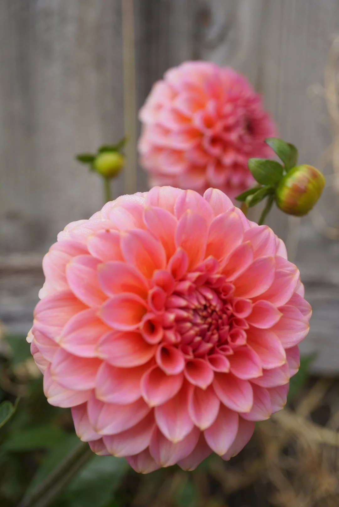 DSC04863_1.JPG (Copy)