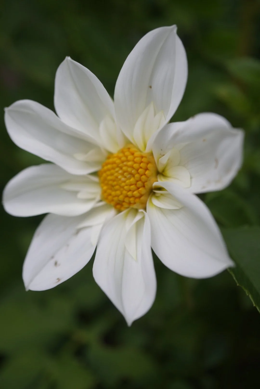 Snow Elf collarette dahlia small potted plant