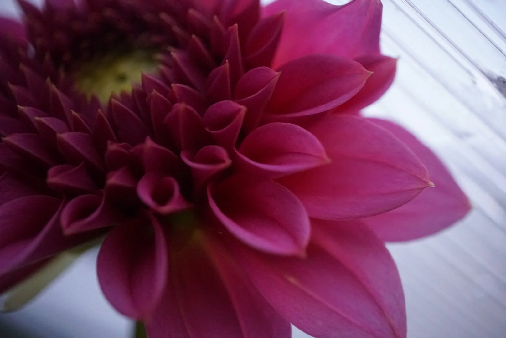 Coorabell Sophie dahlia small potted plant (currently only shipping plants to Victoria Australia)