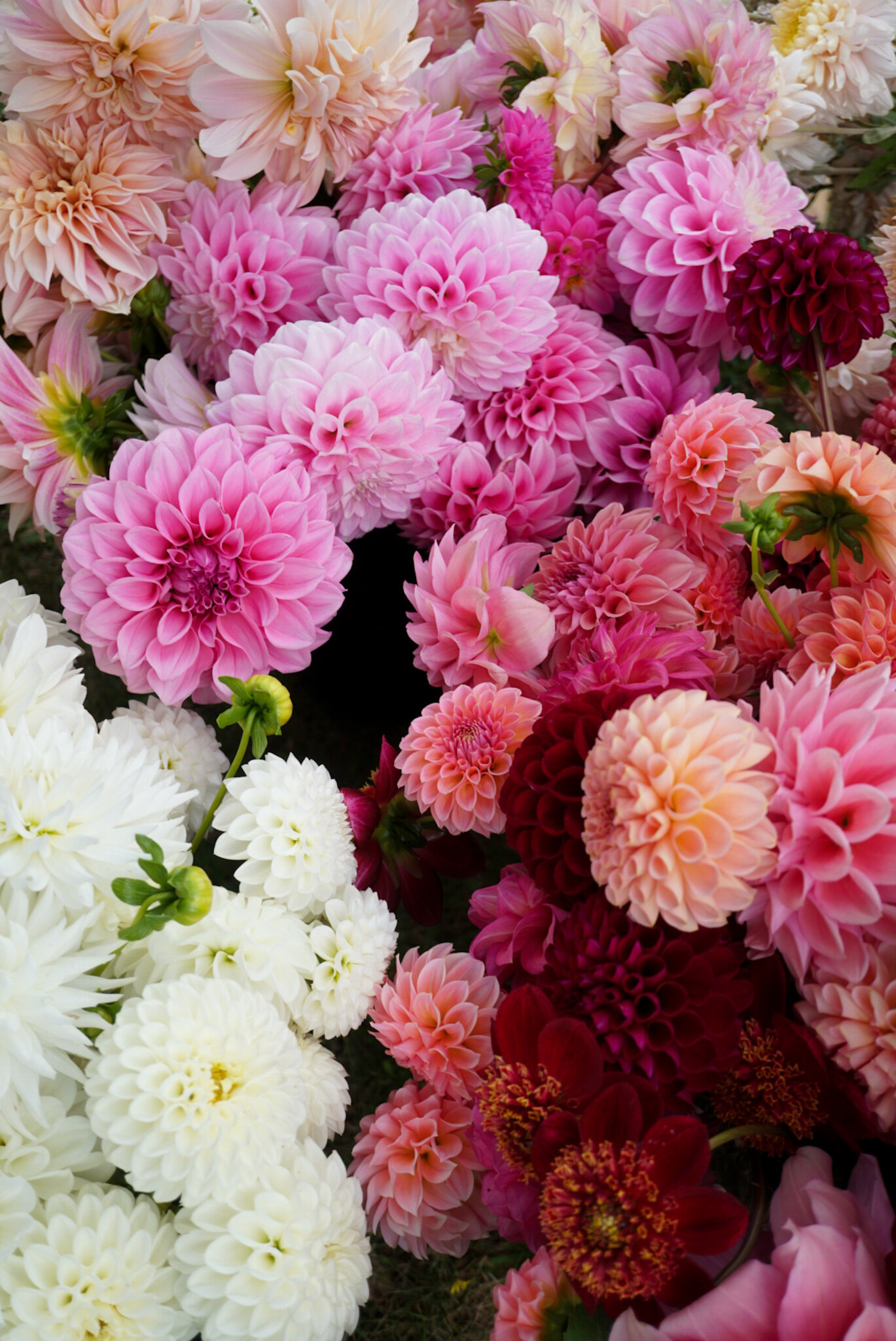 Wild Violet Flower Farm