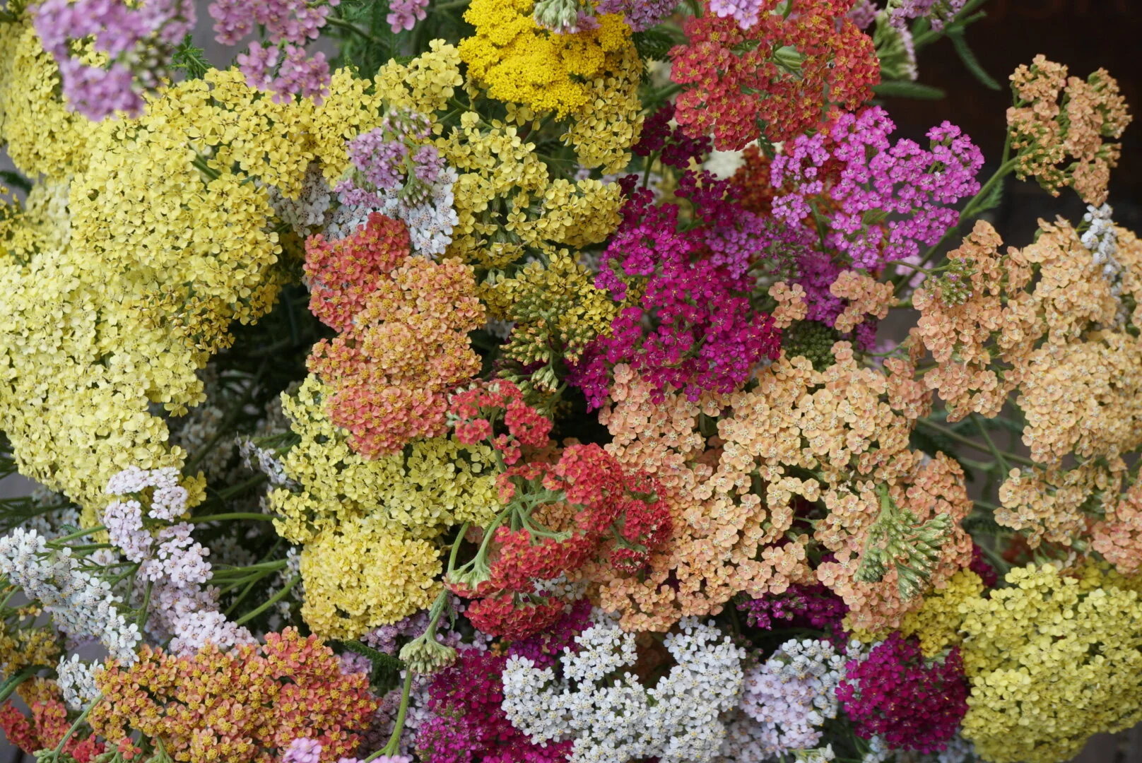 achillea2.JPG