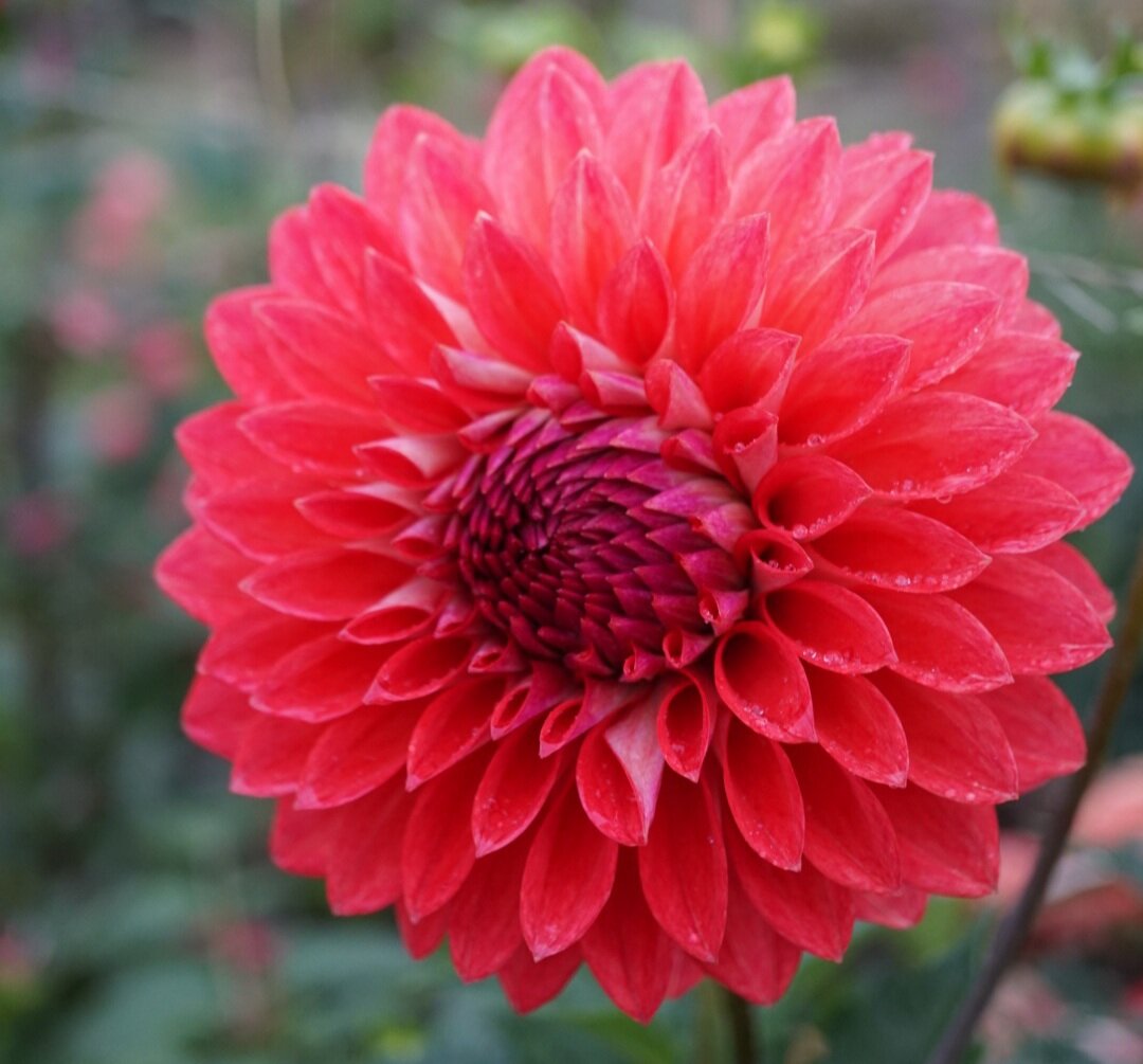 Devon Rubi dahlia — Wild Violet Flower Farm