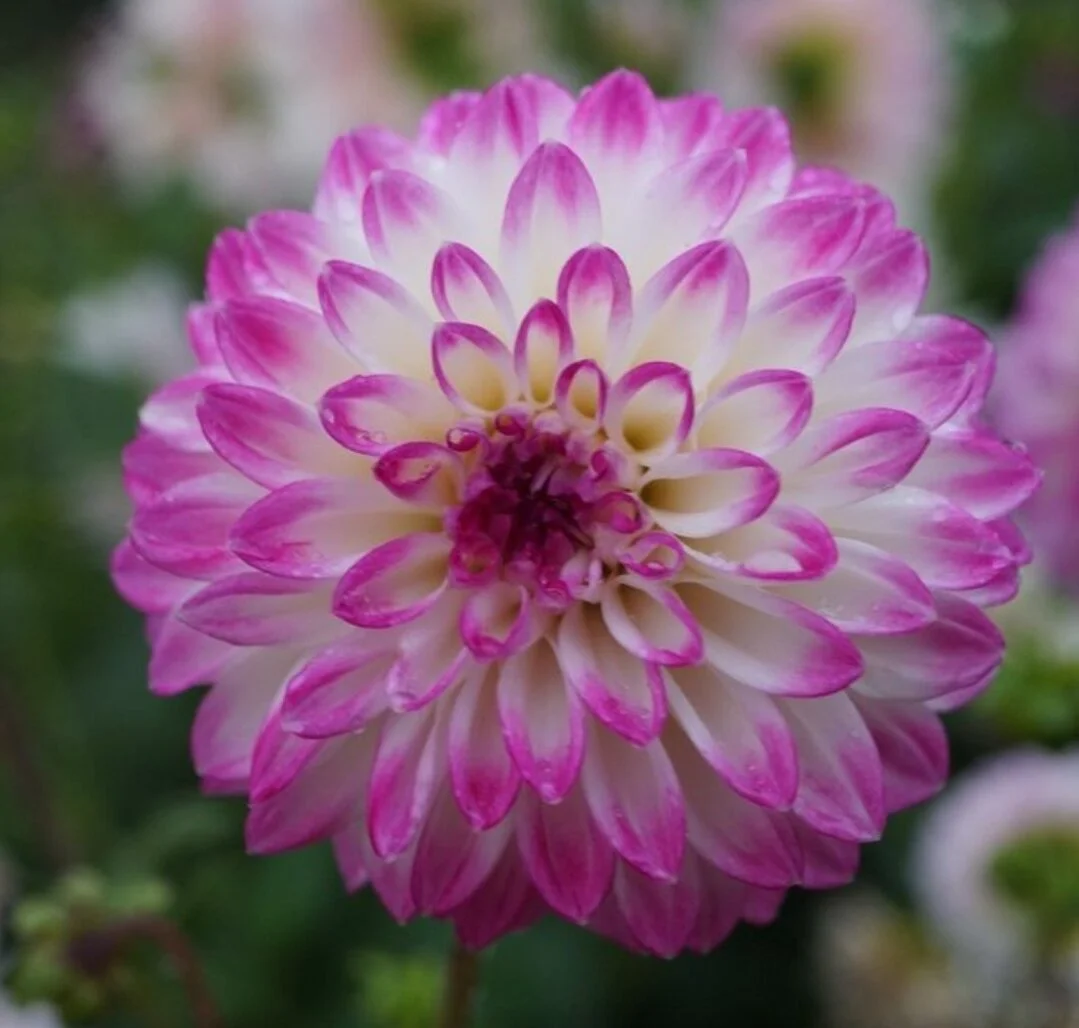 Gambier Jane dahlia  Wild Violet Flower Farm
