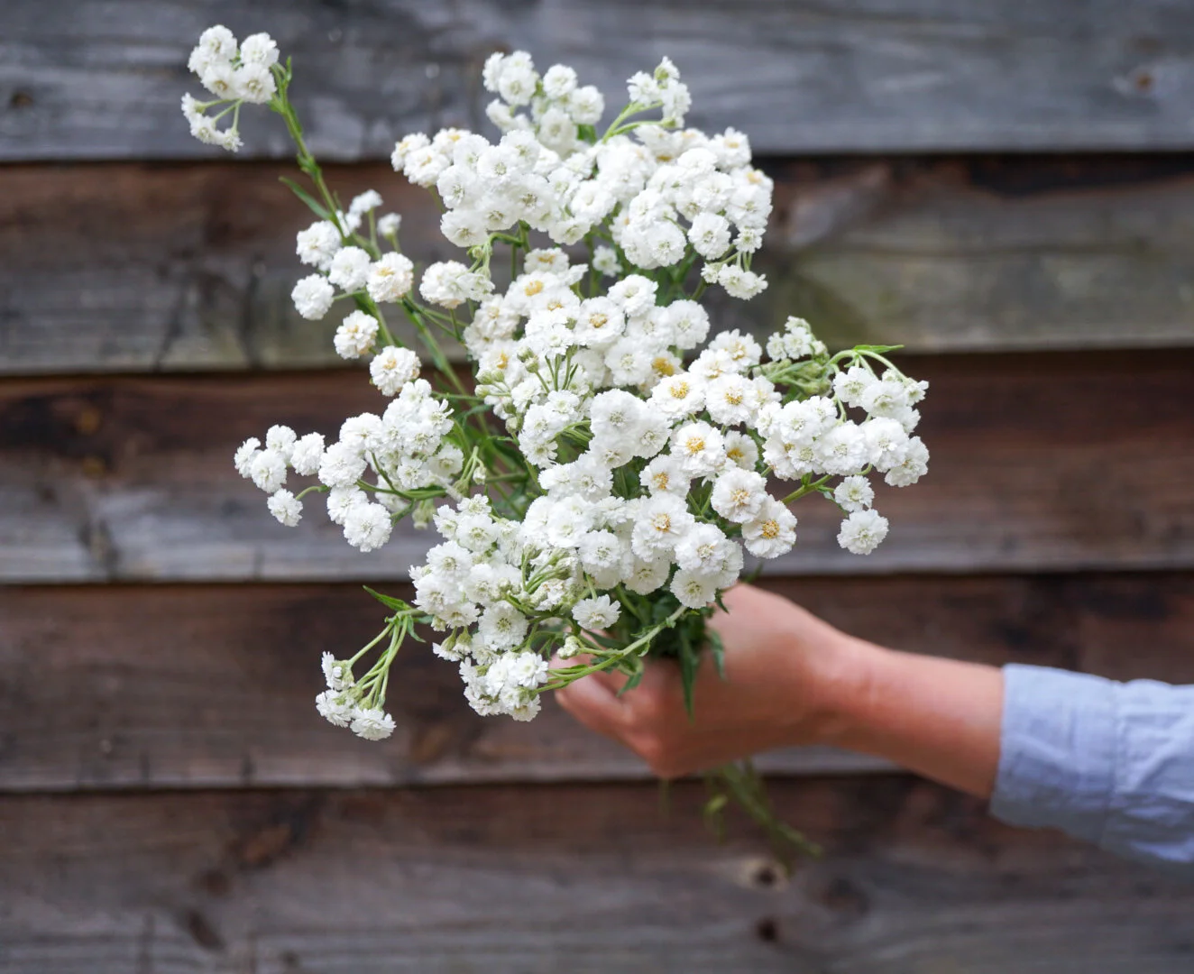 Achillea The Pearl $4.99  Wild Violet Flower Farm