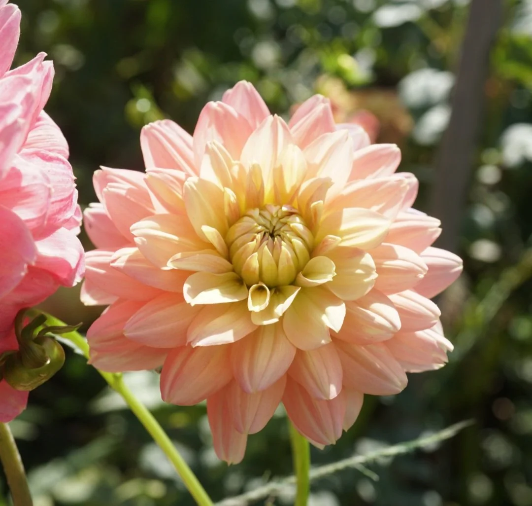 azalea plant Hope & Serenity Azalea Plant main image 1