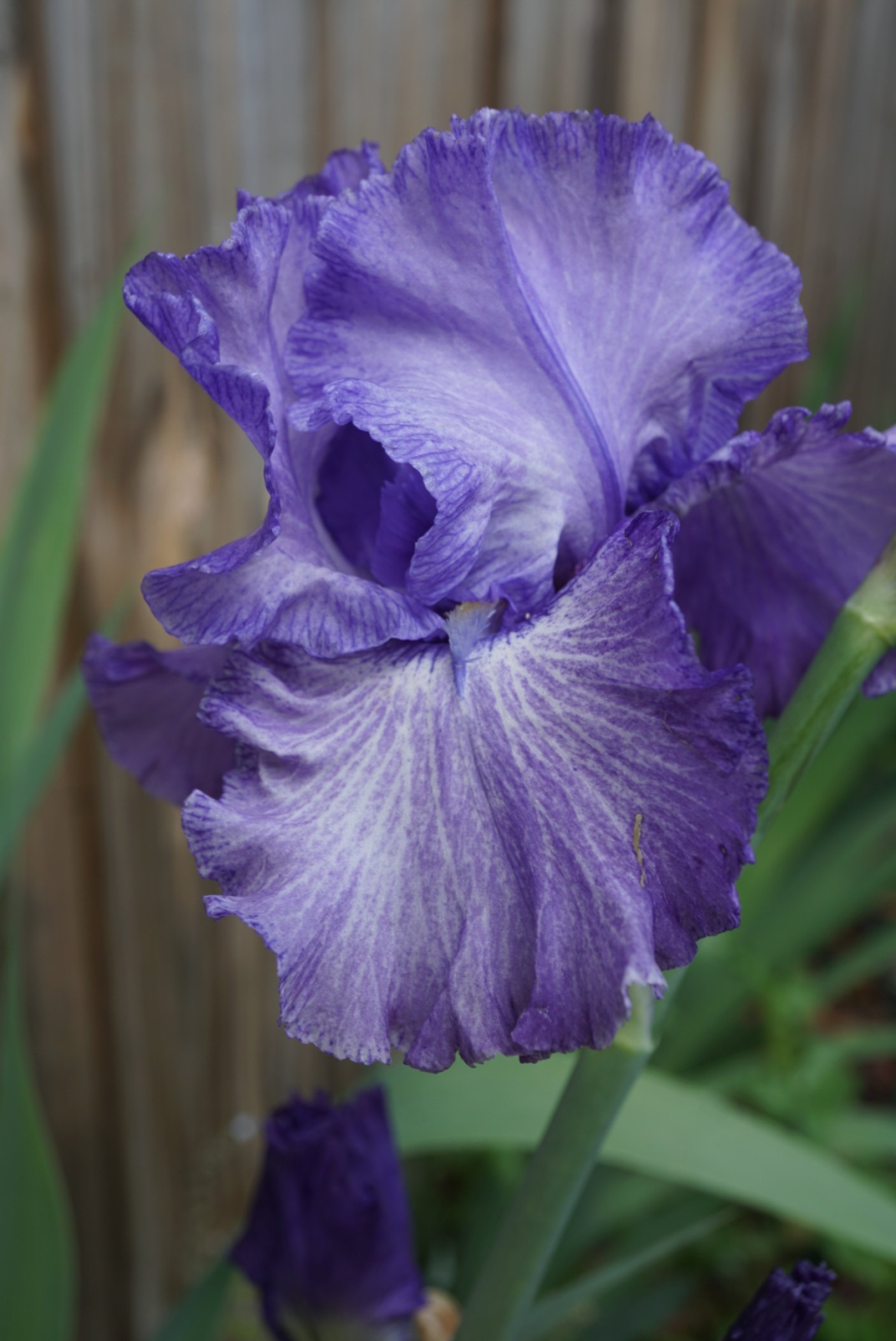 Bearded Iris 'Imogen Paige'