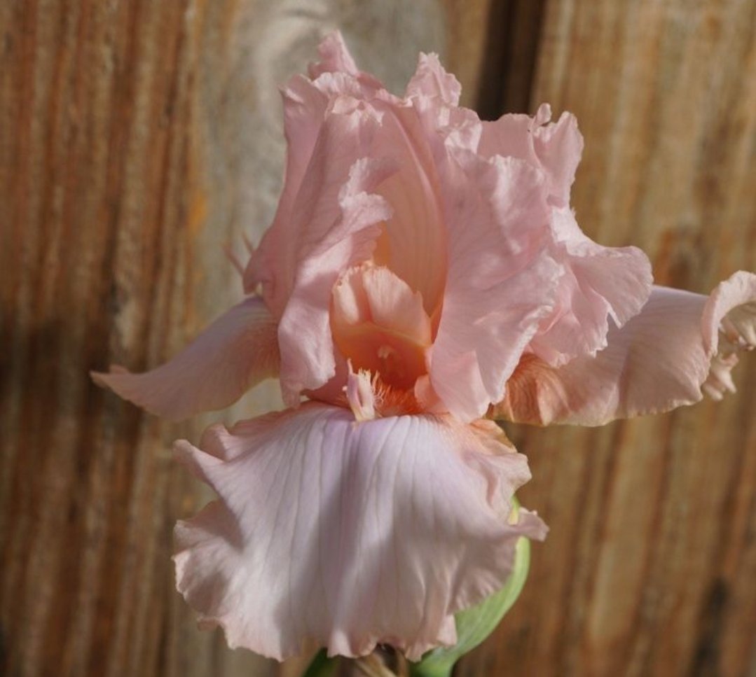 Bearded Iris 'Twice Thrilling'