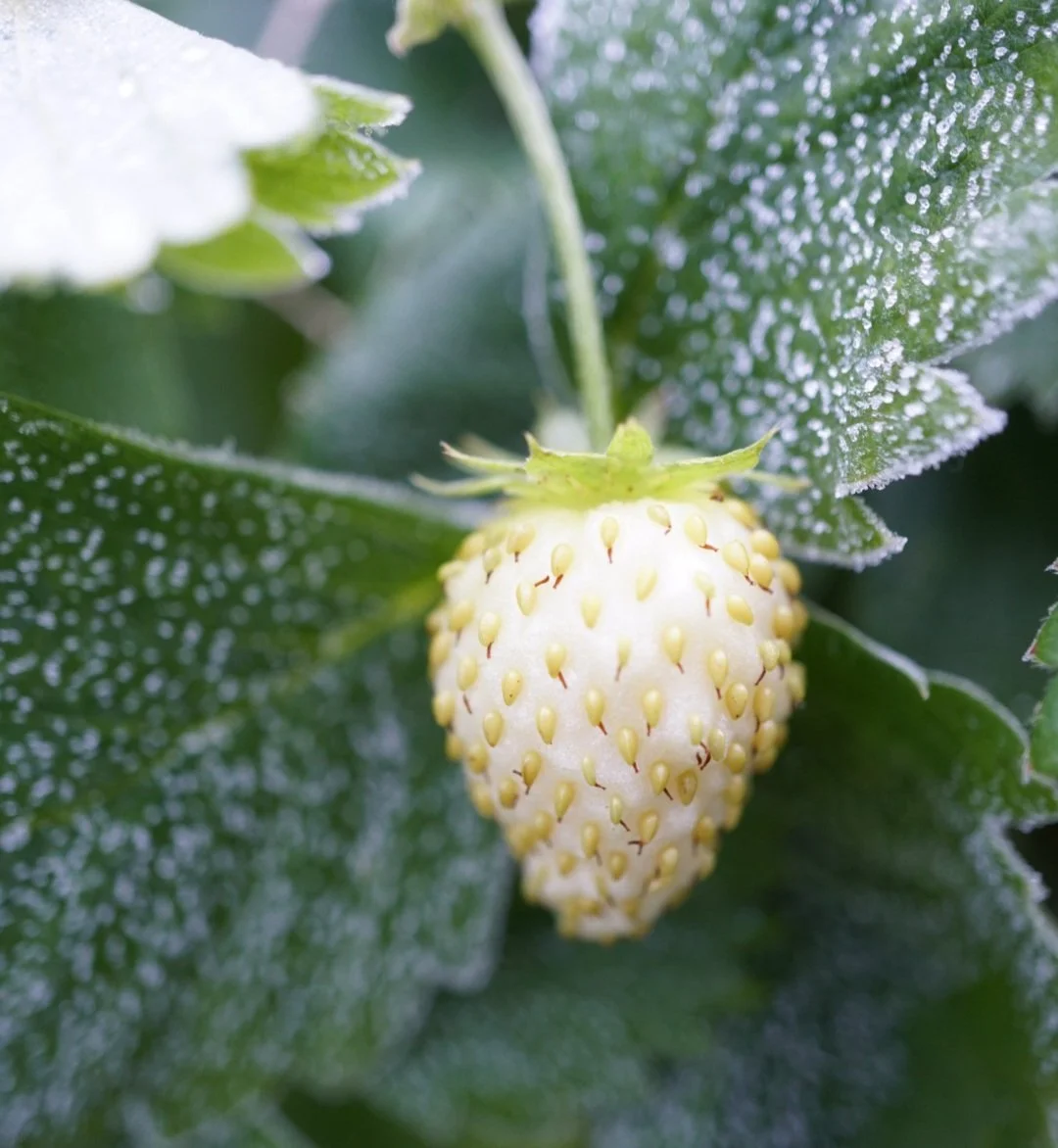 Alpine strawberry plant (white) PLEASE NOTE CURRENTLY ONLY SHIPPING PLANTS  TO VICTORIA AUSTRALIA  Wild Violet Flower Farm