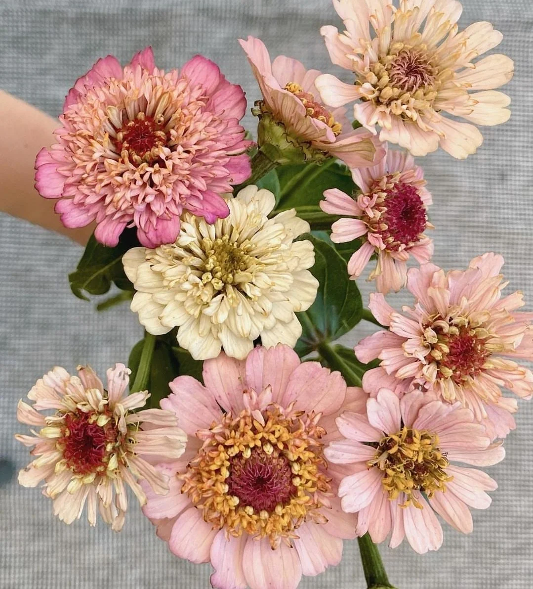 Zinnia Cresto Peaches and Cream 6.50 — Wild Violet Flower Farm