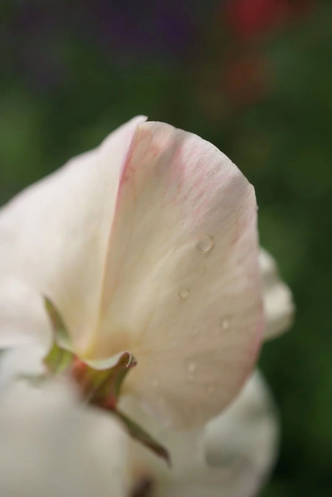 Sweet Pea 'Juliet' — Wild Violet Flower Farm