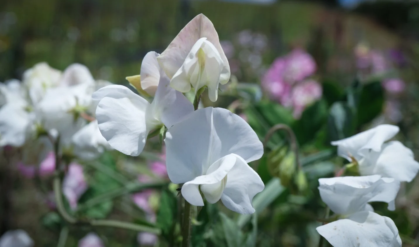 Sweet Pea Elegance White $6.95 — Wild Violet Flower Farm