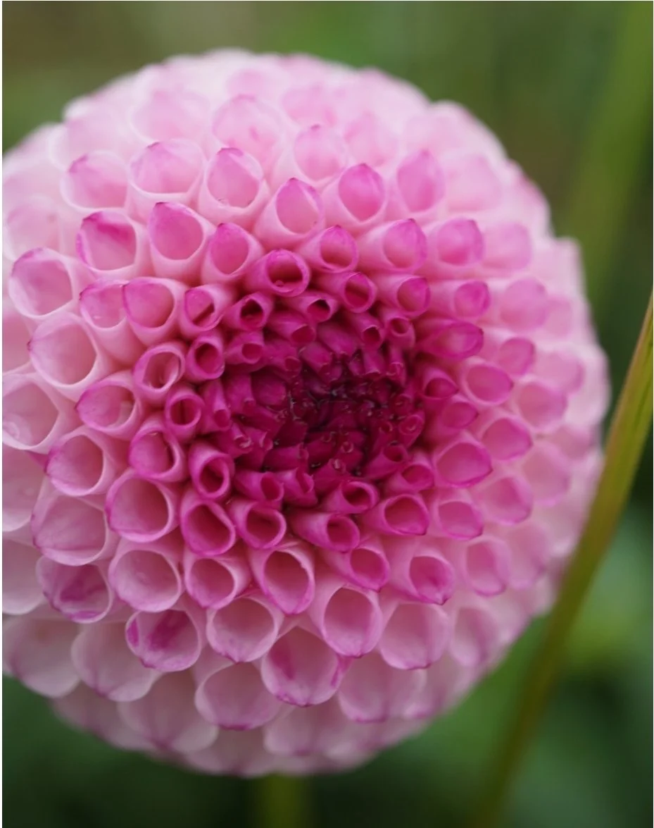Dahlia seeds from pompon dahlias (open pollinated)  Wild Violet Flower Farm