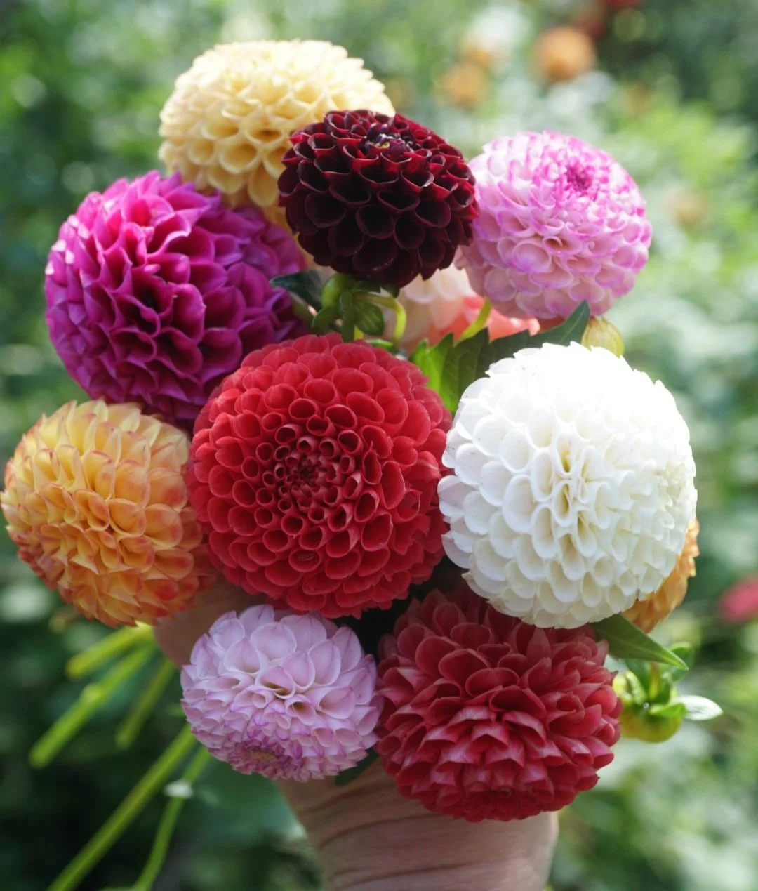 Dahlia seeds from pompon dahlias (open pollinated)  Wild Violet Flower Farm