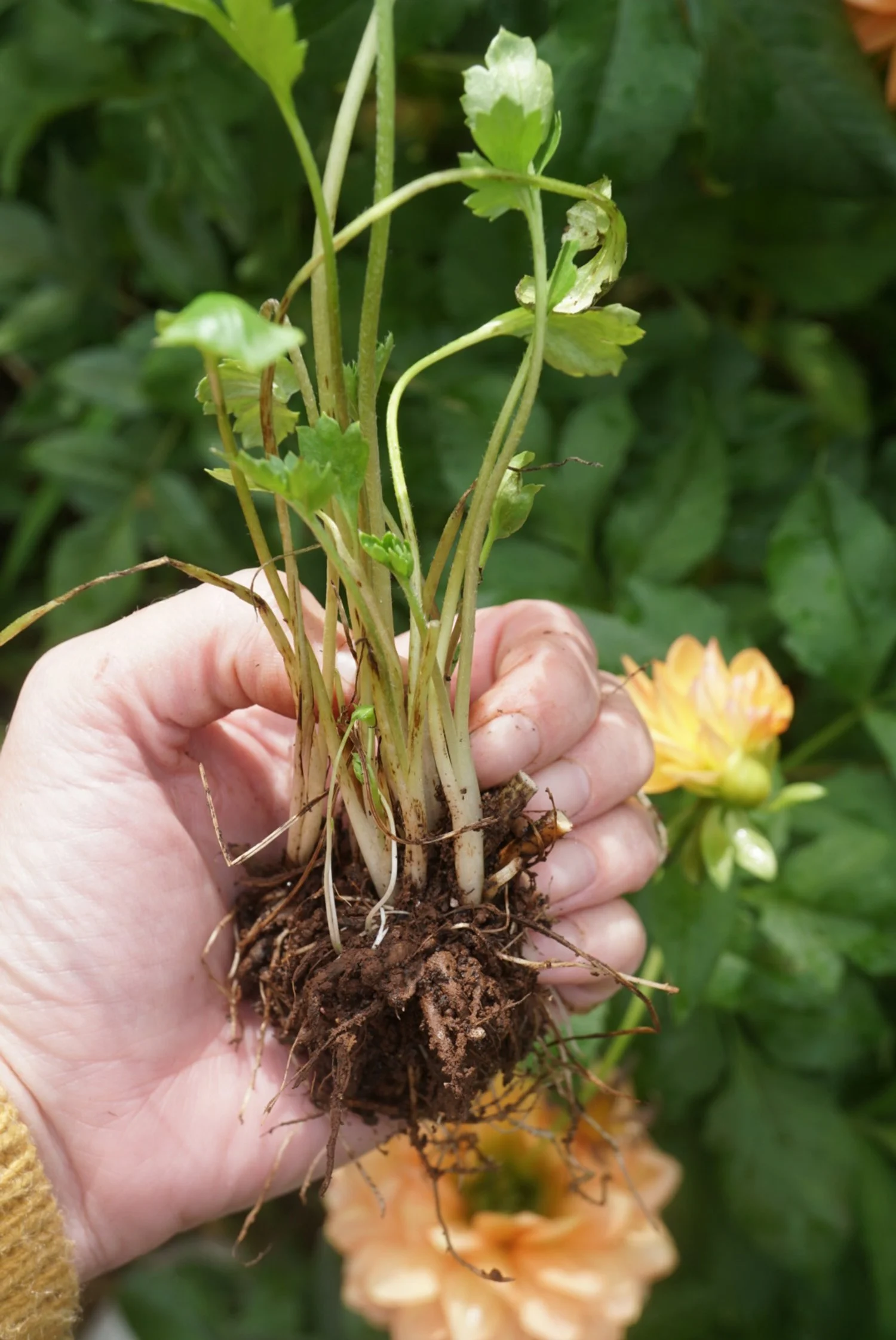 Seedling identification