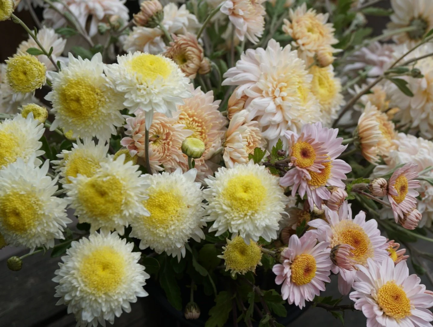 Growing chrysanthemums for cut flowers on my micro flower farm
