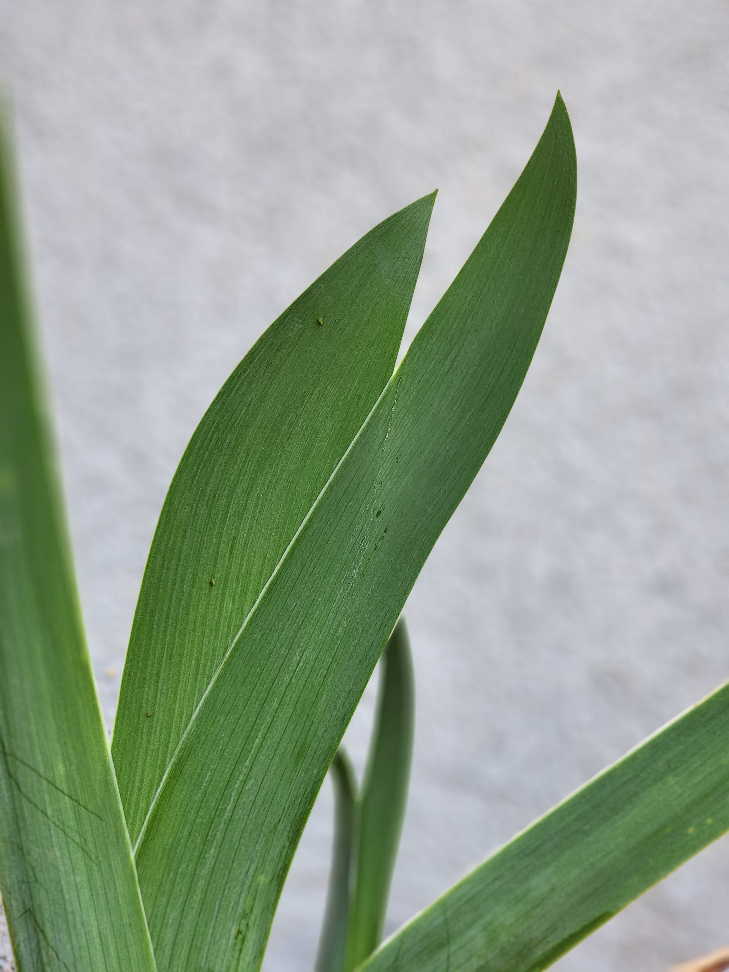 Bearded Iris 'Chenille'