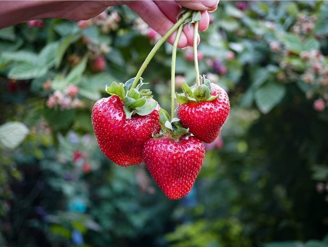 Red Gauntlet strawberry plant