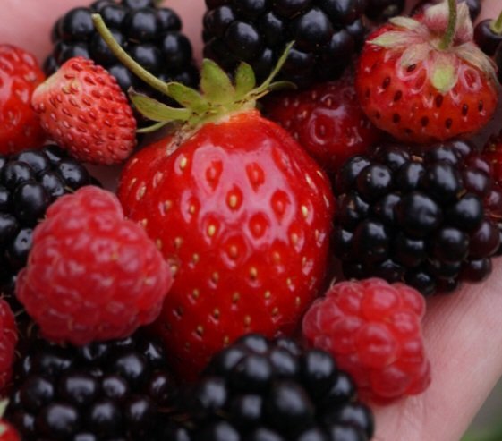 Lowanna strawberry plant