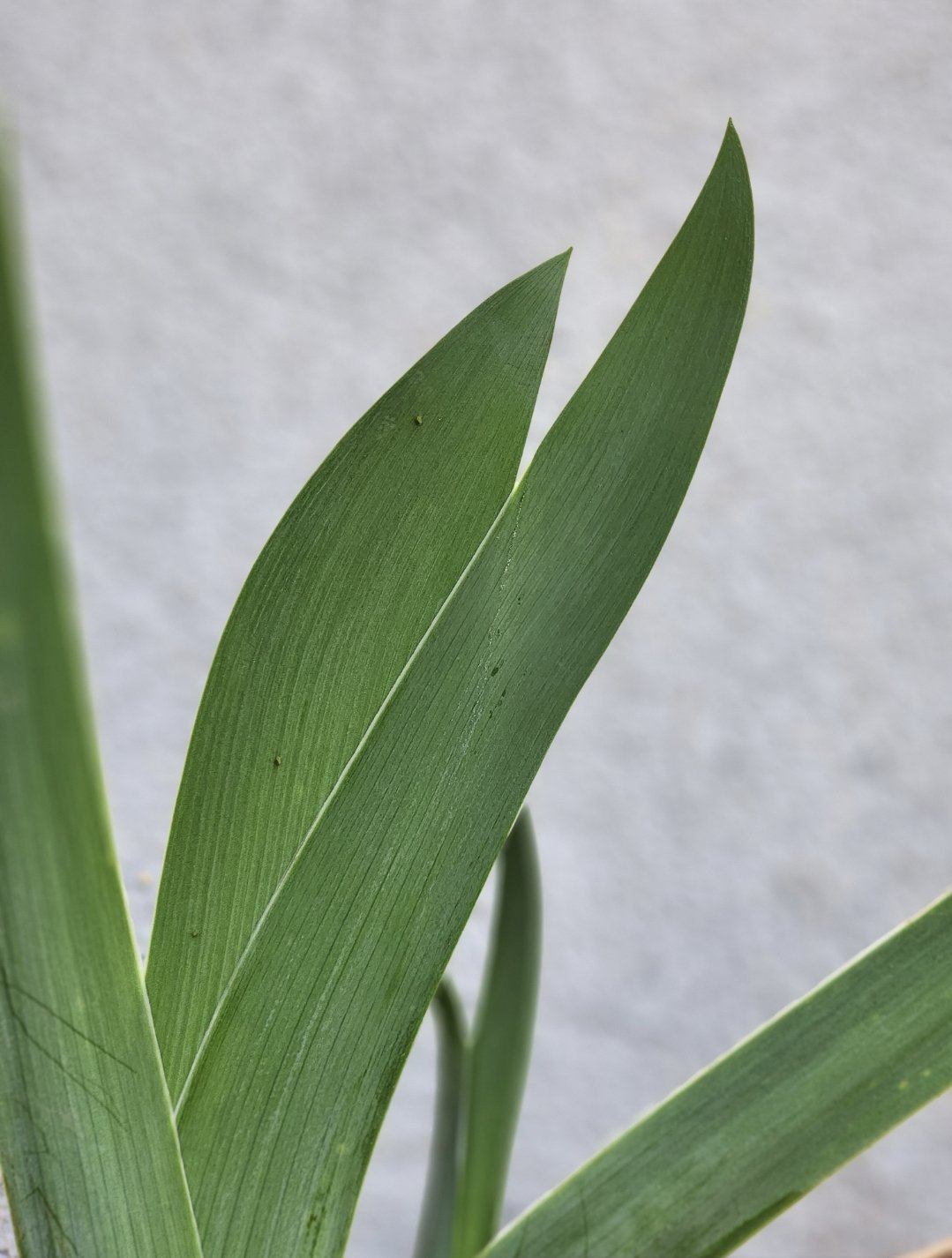 Bearded Iris 'Wishful Thinking'